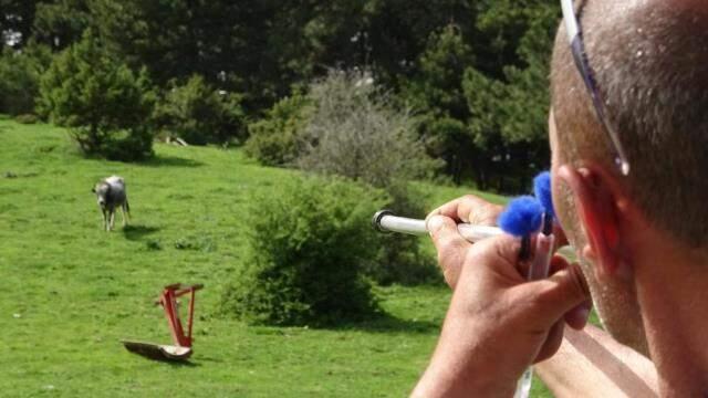 Dağda kurbanlık dana avı! Doğada kendi başlarına yetişiyorlar Dağda kurbanlık dana avı! Doğada kendi başlarına yetişiyorlar