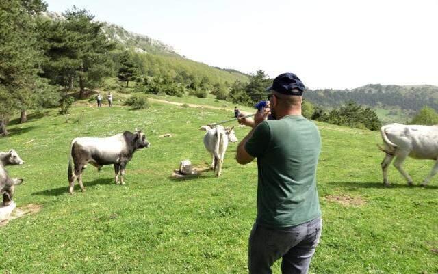 Dağda kurbanlık dana avı! Doğada kendi başlarına yetişiyorlar Dağda kurbanlık dana avı! Doğada kendi başlarına yetişiyorlar