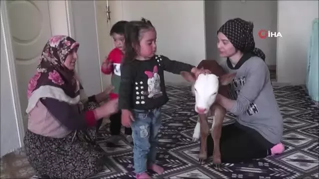 - Erken doğan buzağıya evlerinde çocuk gibi bakıyorlar - Erken doğan buzağıya evlerinde çocuk gibi bakıyorlar