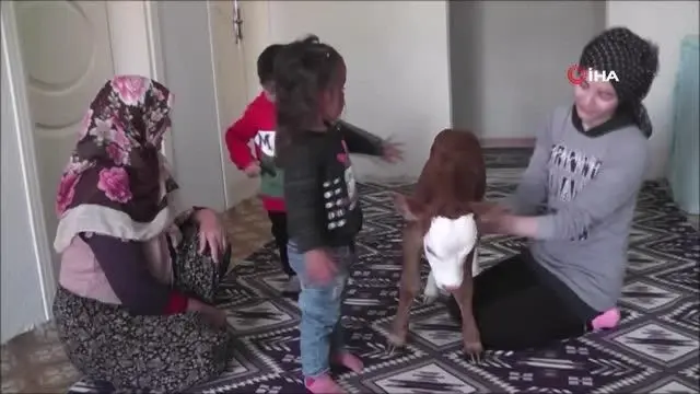 - Erken doğan buzağıya evlerinde çocuk gibi bakıyorlar - Erken doğan buzağıya evlerinde çocuk gibi bakıyorlar