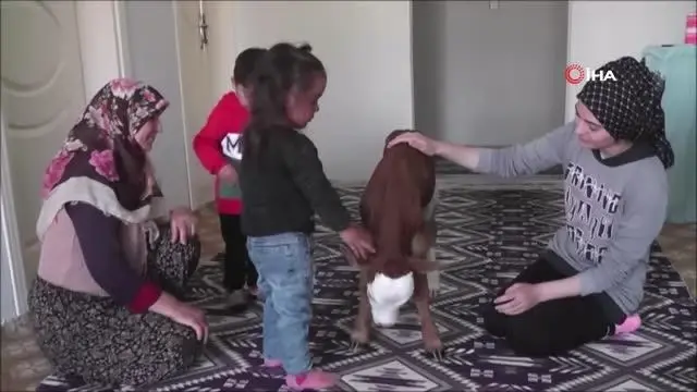 - Erken doğan buzağıya evlerinde çocuk gibi bakıyorlar - Erken doğan buzağıya evlerinde çocuk gibi bakıyorlar