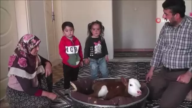 - Erken doğan buzağıya evlerinde çocuk gibi bakıyorlar - Erken doğan buzağıya evlerinde çocuk gibi bakıyorlar