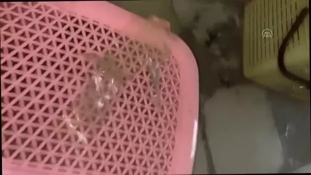Gürbulak Gümrük Kapısı'nda 12 yavru maymun yakalandı Gürbulak Gümrük Kapısı'nda 12 yavru maymun yakalandı