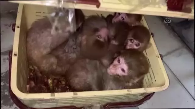 Gürbulak Gümrük Kapısı'nda 12 yavru maymun yakalandı Gürbulak Gümrük Kapısı'nda 12 yavru maymun yakalandı