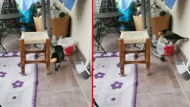 Hırsız karga ev sahibinin ruhu bile duymadan balkondaki yumurtaları çaldı Hırsız karga ev sahibinin ruhu bile duymadan balkondaki yumurtaları çaldı