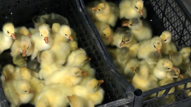 Hollanda'da turizm işini bırakıp Muş'ta kaz yetiştiriciliğine başladı, şimdi siparişlere yetişemiyor