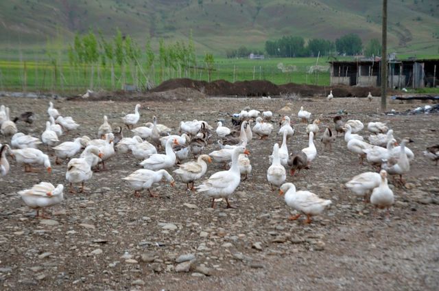 Hollanda'da turizm işini bırakıp Muş'ta kaz yetiştiriciliğine başladı, şimdi siparişlere yetişemiyor