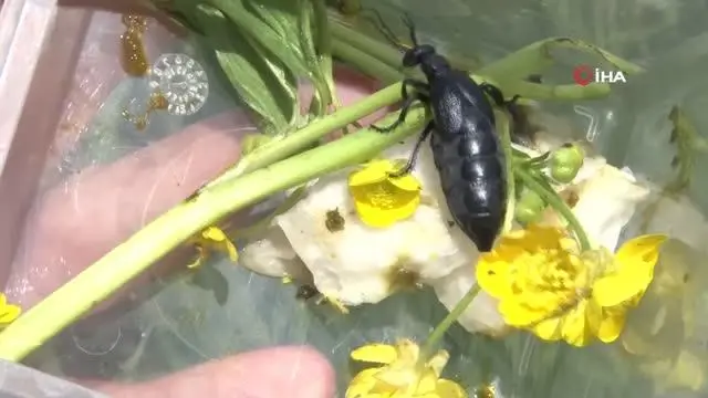İstilacı çekirgenin düşmanı bu böcek İstilacı çekirgenin düşmanı bu böcek