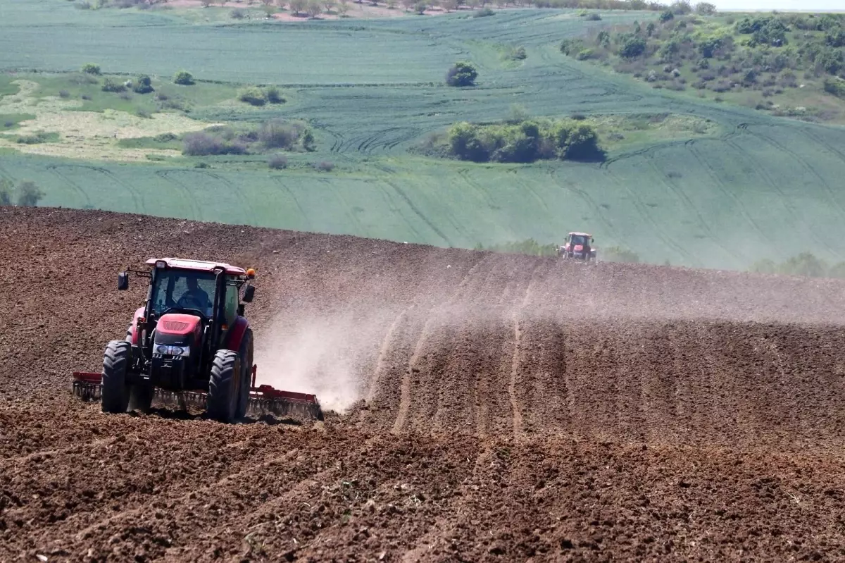 Koronaya rağmen Türkiye'nin ayçiçeği ambarı Tekirdağ'da ayçiçeği ekimi başladı