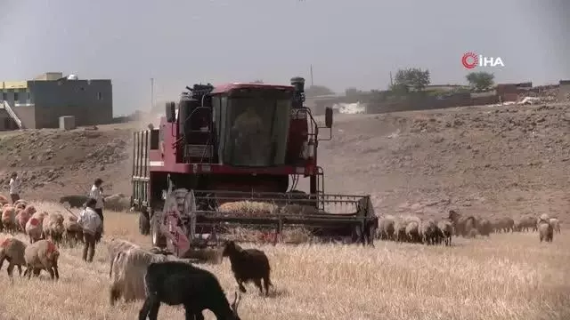 Kuraklık nedeniyle mercimek hasadına erken başlandı Kuraklık nedeniyle mercimek hasadına erken başlandı