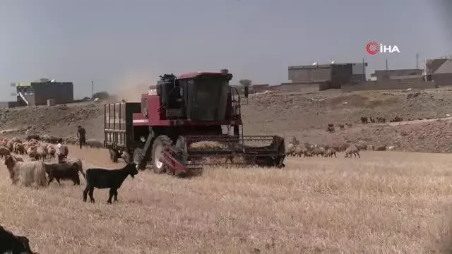 Kuraklık nedeniyle mercimek hasadına erken başlandı Kuraklık nedeniyle mercimek hasadına erken başlandı