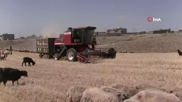 Kuraklık nedeniyle mercimek hasadına erken başlandı Kuraklık nedeniyle mercimek hasadına erken başlandı