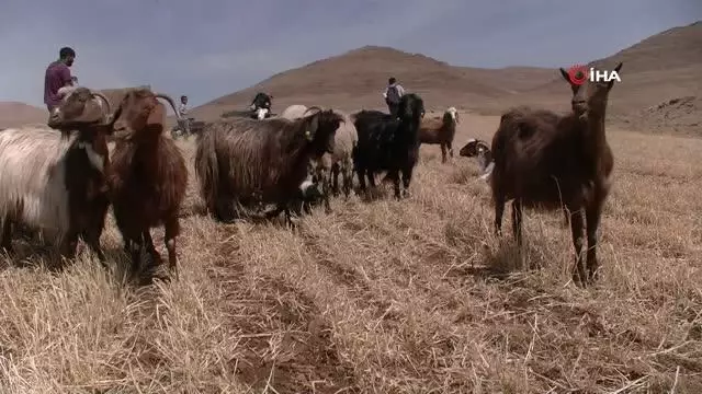 Kuraklık nedeniyle mercimek hasadına erken başlandı Kuraklık nedeniyle mercimek hasadına erken başlandı