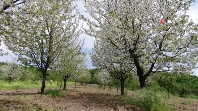 lezzetiyle unlu esme erigi tezgaha inmek icin 14115680 o