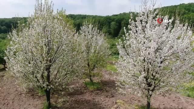 lezzetiyle unlu esme erigi tezgaha inmek icin 3 14115680 o