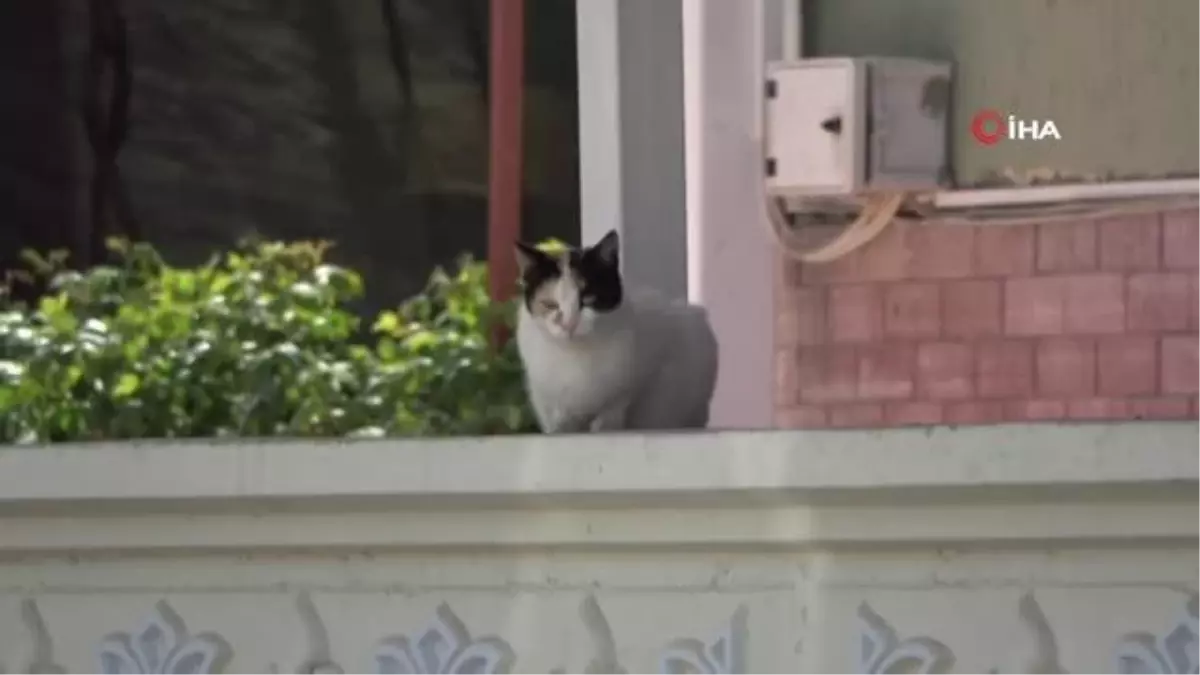 Tam kapanmada sokak hayvanları için 'HAYDİ' devrede