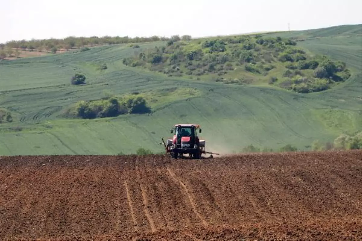 Tekirdağ'da tam kapanmada ayçiçeği ekimi - Yeniden