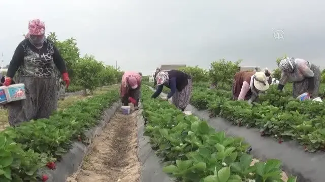 Tescilli Silifke çileği 15'ten fazla ülkeye ihraç ediliyor Tescilli Silifke çileği 15'ten fazla ülkeye ihraç ediliyor