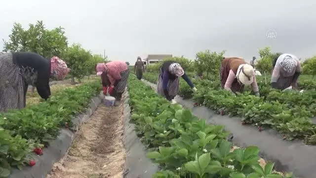 Tescilli Silifke çileği 15'ten fazla ülkeye ihraç ediliyor Tescilli Silifke çileği 15'ten fazla ülkeye ihraç ediliyor