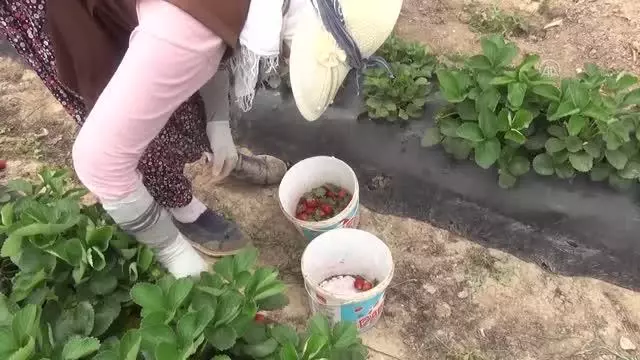 Tescilli Silifke çileği 15'ten fazla ülkeye ihraç ediliyor Tescilli Silifke çileği 15'ten fazla ülkeye ihraç ediliyor