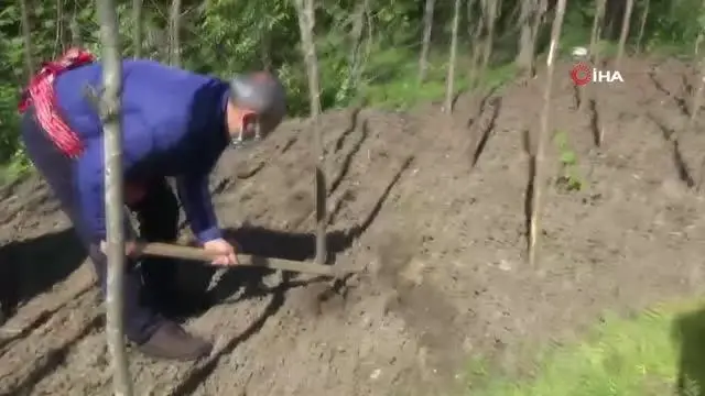 Vali tarlada: Ot biçti, tohum ekti, ilaçlama yaptıOrdu Valisi Tuncay Sonel, tam kapanma sürecini fındık bahçesinde değerlendiren çiftçileri...