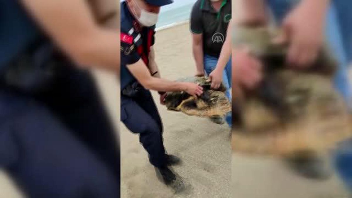 Yaralı caretta caretta tedavi altına alındı