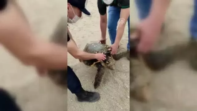 Yaralı caretta caretta tedavi altına alındı Yaralı caretta caretta tedavi altına alındı