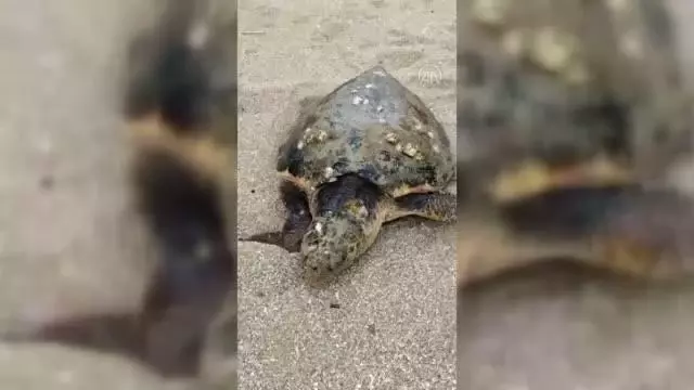 Yaralı caretta caretta tedavi altına alındı Yaralı caretta caretta tedavi altına alındı