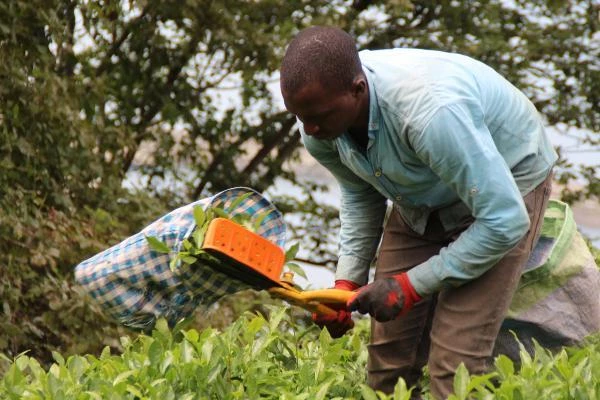 Afrikalı işçiler çay tarımı için Karadeniz'de; uzmandan 'sağlık riski' uyarısı