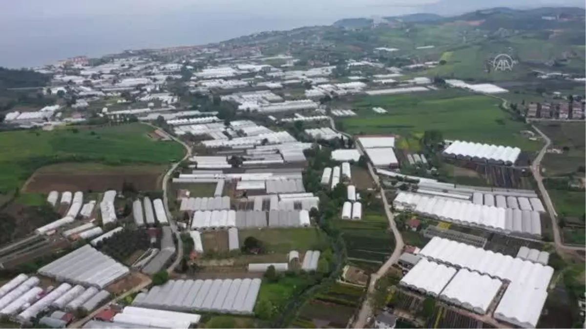 Anneler Günü öncesi Yalova'daki seralarda gül satışlarında artış yaşanıyor