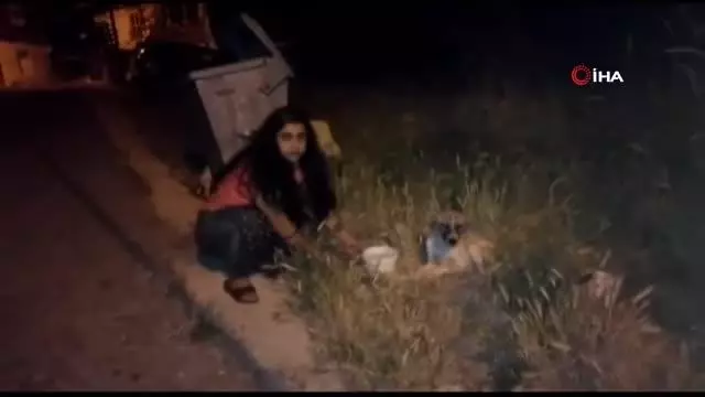 Antalya'da ölüme terk edilen köpeklere mahalleli sahip çıktı Antalya'da ölüme terk edilen köpeklere mahalleli sahip çıktı