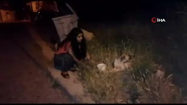 Antalya'da ölüme terk edilen köpeklere mahalleli sahip çıktı Antalya'da ölüme terk edilen köpeklere mahalleli sahip çıktı