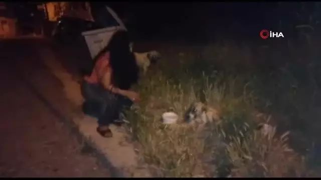 Antalya'da ölüme terk edilen köpeklere mahalleli sahip çıktı Antalya'da ölüme terk edilen köpeklere mahalleli sahip çıktı