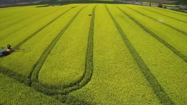 Arı ölümlerine karşı kanola üretiminde ruhsatlı ve zararsız ilaçların kullanılması önerildi Arı ölümlerine karşı kanola üretiminde ruhsatlı ve zararsız ilaçların kullanılması önerildi