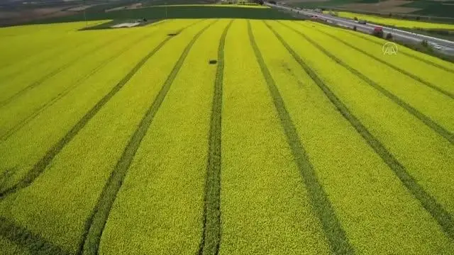 Arı ölümlerine karşı kanola üretiminde ruhsatlı ve zararsız ilaçların kullanılması önerildi Arı ölümlerine karşı kanola üretiminde ruhsatlı ve zararsız ilaçların kullanılması önerildi