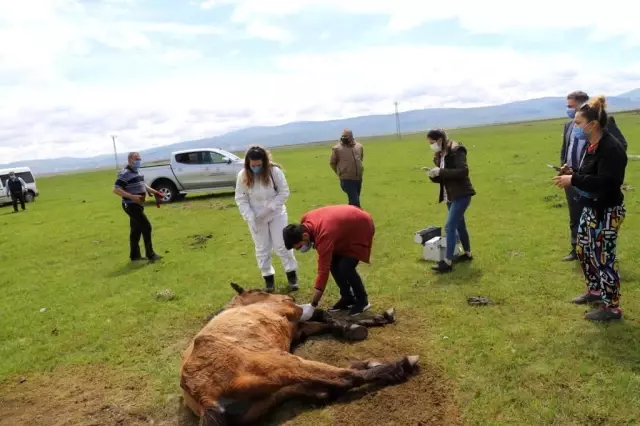 Son dakika... Ayağı kırılan atın yardımına Tarım ve Orman Bakanlığı görevlileri yetişti Son dakika... Ayağı kırılan atın yardımına Tarım ve Orman Bakanlığı görevlileri yetişti