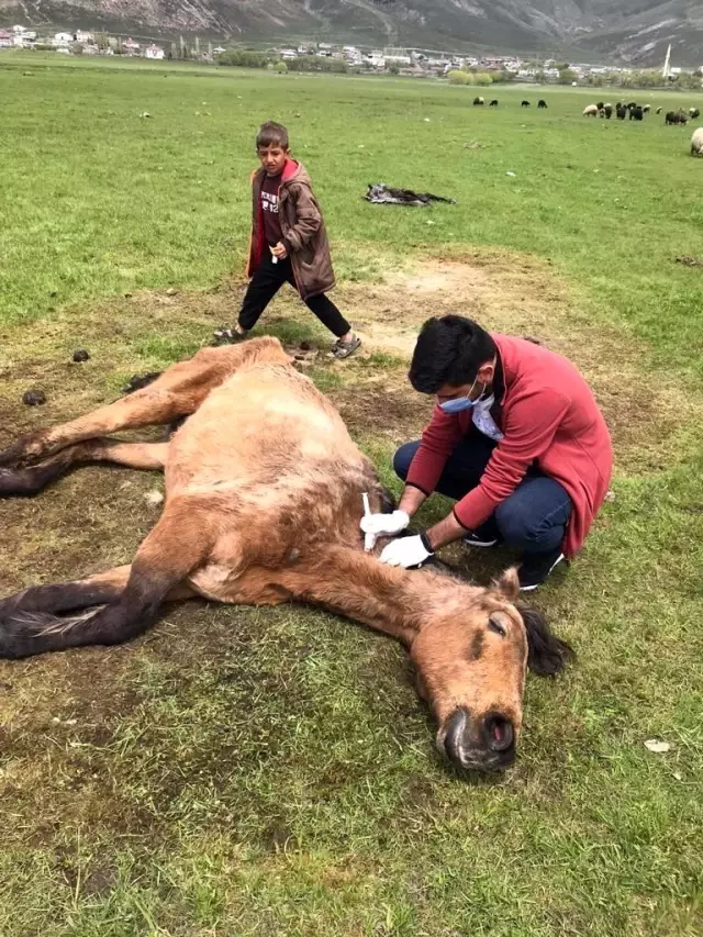 Son dakika... Ayağı kırılan atın yardımına Tarım ve Orman Bakanlığı görevlileri yetişti Son dakika... Ayağı kırılan atın yardımına Tarım ve Orman Bakanlığı görevlileri yetişti