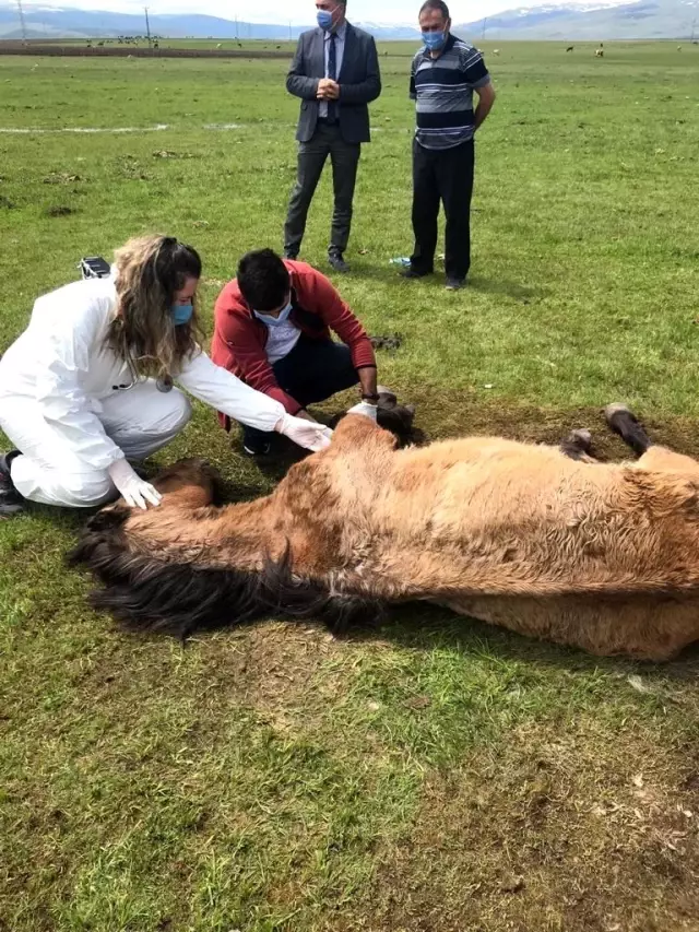 Son dakika... Ayağı kırılan atın yardımına Tarım ve Orman Bakanlığı görevlileri yetişti Son dakika... Ayağı kırılan atın yardımına Tarım ve Orman Bakanlığı görevlileri yetişti
