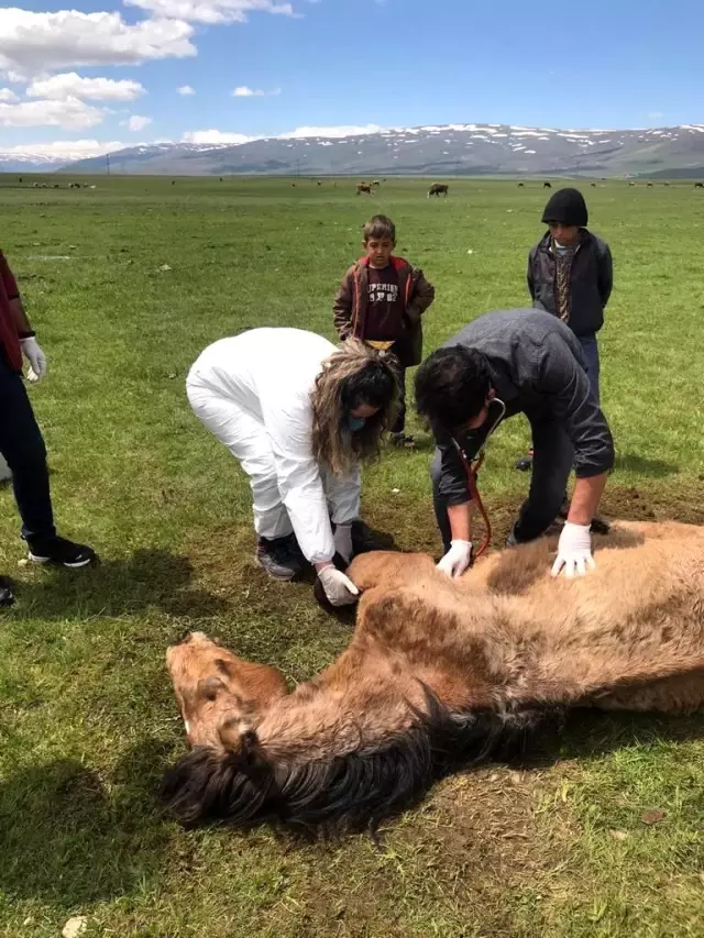 Son dakika... Ayağı kırılan atın yardımına Tarım ve Orman Bakanlığı görevlileri yetişti Son dakika... Ayağı kırılan atın yardımına Tarım ve Orman Bakanlığı görevlileri yetişti