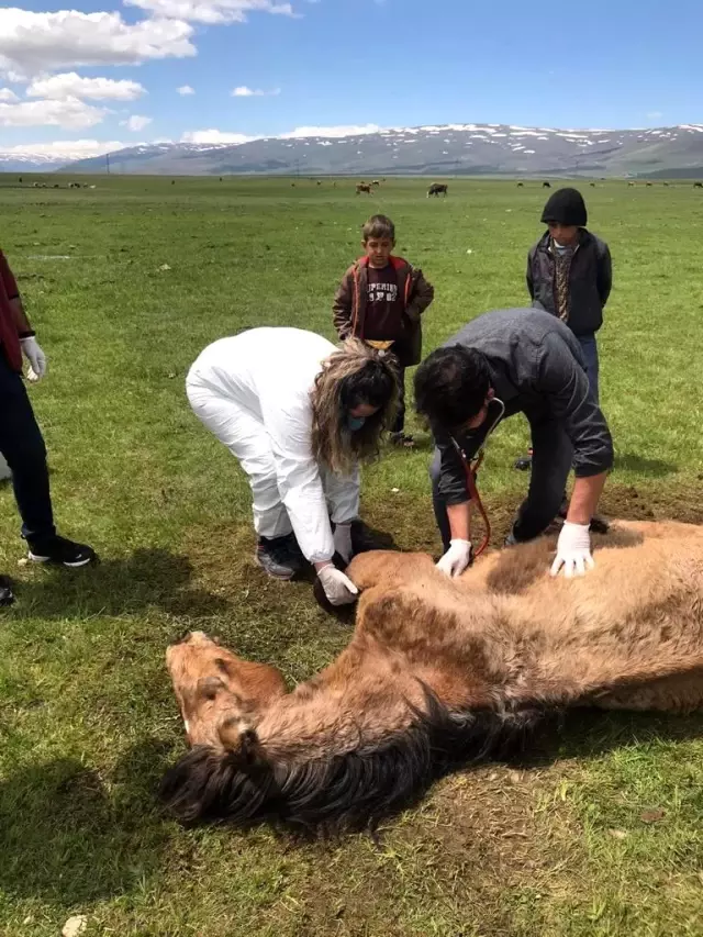 Son dakika... Ayağı kırılan atın yardımına Tarım ve Orman Bakanlığı görevlileri yetişti Son dakika... Ayağı kırılan atın yardımına Tarım ve Orman Bakanlığı görevlileri yetişti