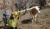 Her yaptığı olay! Ünlü türkücü Aydın Aydın, arı kostümü giydikten sonra çifte koşulup tarla sürdü Her yaptığı olay! Ünlü türkücü Aydın Aydın, arı kostümü giydikten sonra çifte koşulup tarla sürdü