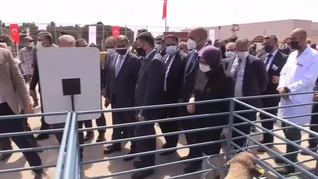 BALIKESİR - Tarım ve Orman Bakanı Pakdemirli, Koyunculuk Araştırma Enstitüsü Müdürlüğünde incelemelerde bulundu