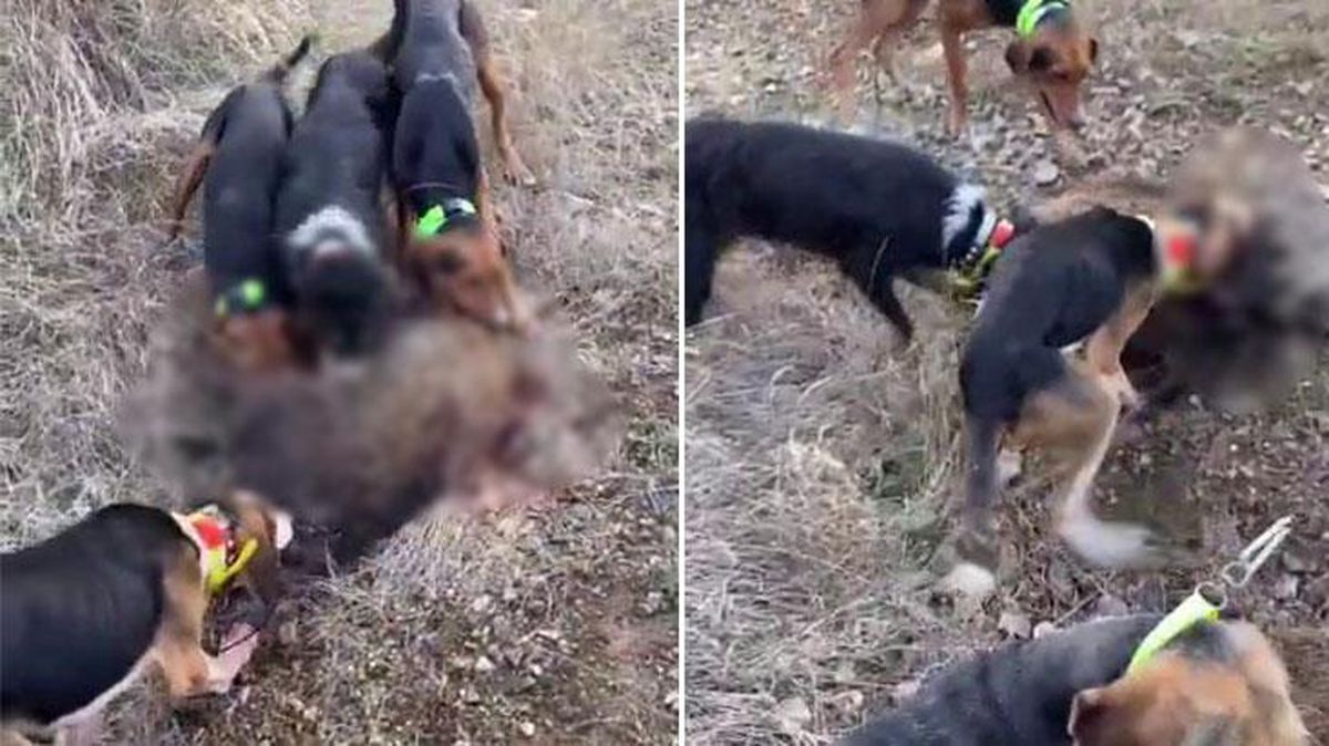 Avladığı hayvanların üzerine köpekleri salan şahıs, görüntüleri sosyal medyadan paylaşınca cezayı yedi
