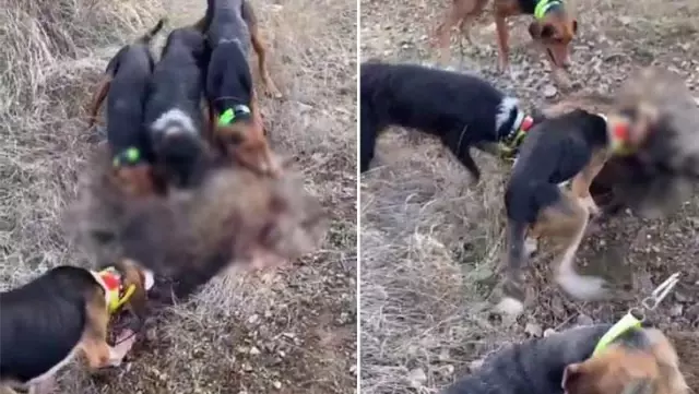 Avladığı hayvanların üzerine köpekleri salan şahıs, görüntüleri sosyal medyadan paylaşınca cezayı yedi Avladığı hayvanların üzerine köpekleri salan şahıs, görüntüleri sosyal medyadan paylaşınca cezayı yedi