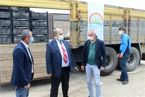 Çiftçilere yüzde 50 hibeli 54 bin çilek fidesi dağıtıldı Çiftçilere yüzde 50 hibeli 54 bin çilek fidesi dağıtıldı