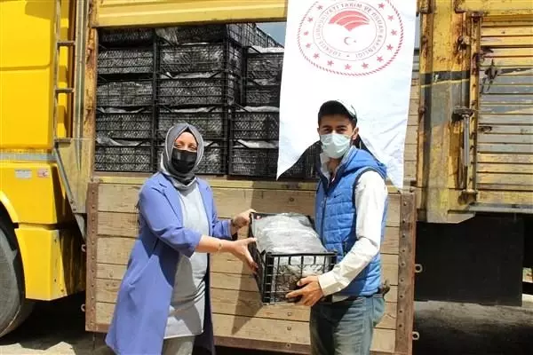 Çiftçilere yüzde 50 hibeli 54 bin çilek fidesi dağıtıldı Çiftçilere yüzde 50 hibeli 54 bin çilek fidesi dağıtıldı