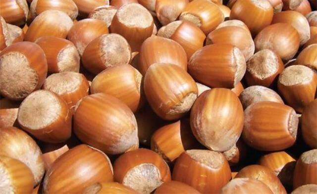 Fındık destek ödemeleri ne zaman yatacak? 2021 Güncel fındık fiyatları!