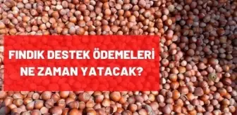 Fındık Fiyatları: Fındık destek ödemeleri ne zaman yatacak? 2021 Güncel fındık fiyatları! Fındık Fiyatları: Fındık destek ödemeleri ne zaman yatacak? 2021 Güncel fındık fiyatları!