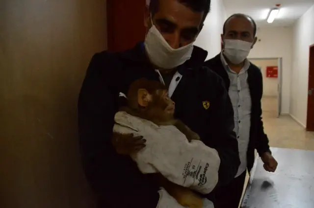 Gürbulak Gümrük Kapısında 12 maymun yakalandı Gürbulak Gümrük Kapısında 12 maymun yakalandı