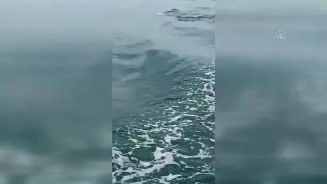 İzmit Körfezi'nde görülen yunuslar renkli görüntüler oluşturdu İzmit Körfezi'nde görülen yunuslar renkli görüntüler oluşturdu
